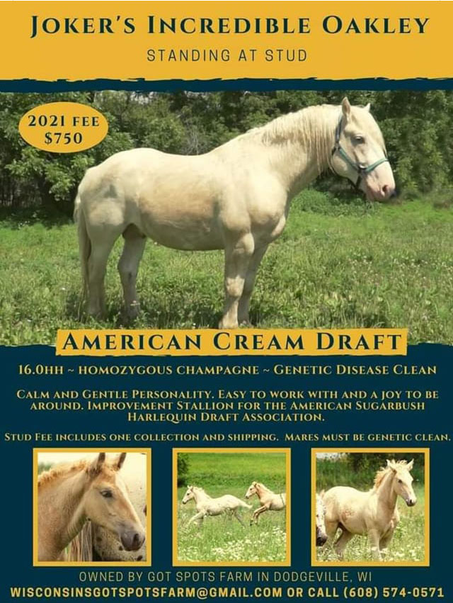 American Cream Draft Horse Stallion